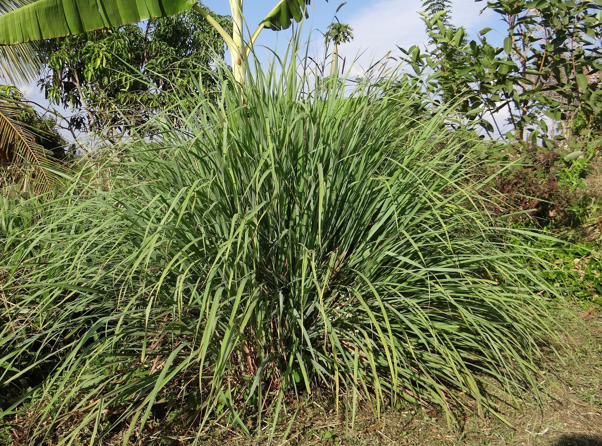 cymbopogon-g4d0c4dfbf_1920.jpg