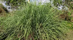 cymbopogon-g4d0c4dfbf_1920.jpg